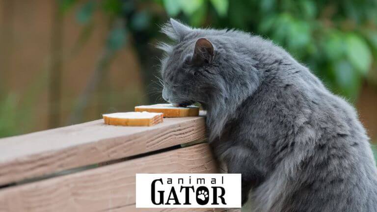 Can Cats Eat Butter