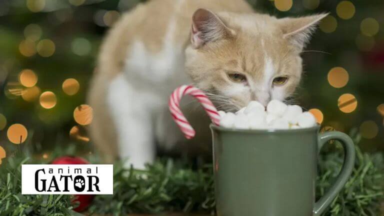 Can Cats Eat Marshmallows?