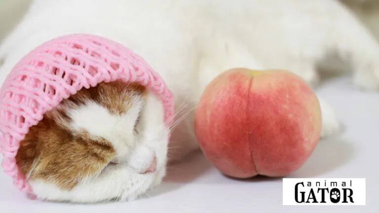 Can Cats Eat Peaches?