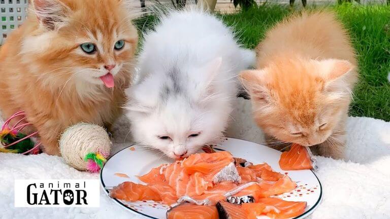 Can Cats Eat Salmon?