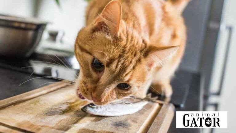 Can Cats Eat Sardines?