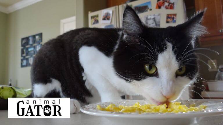 Can Cats Eat Scrambled Eggs?