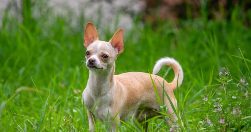 Chihuahua Dog