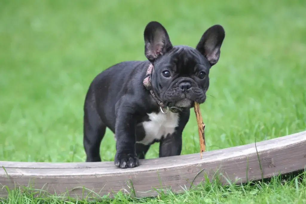 French Bulldog Dog