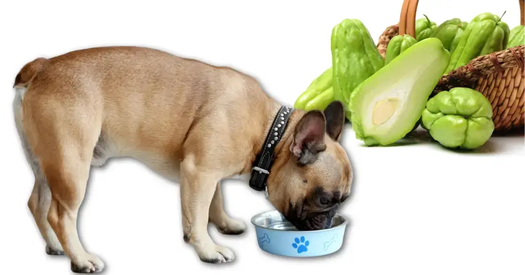 Can Dogs Eat Chayote?