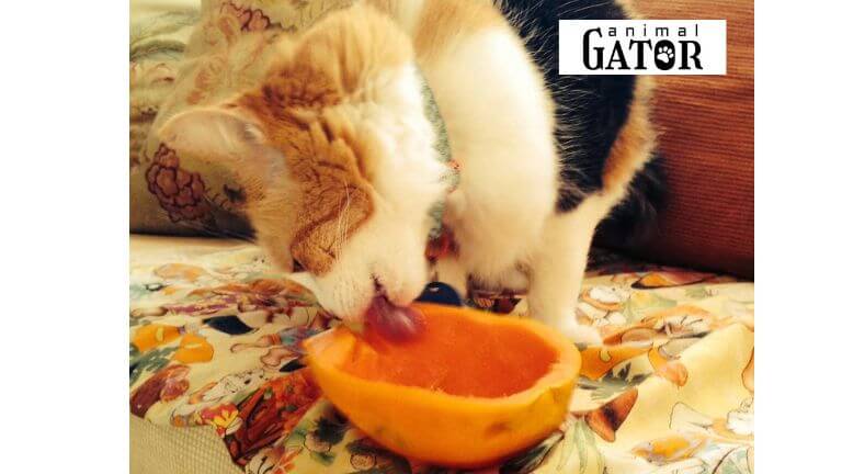 Can Cats Eat Papaya?