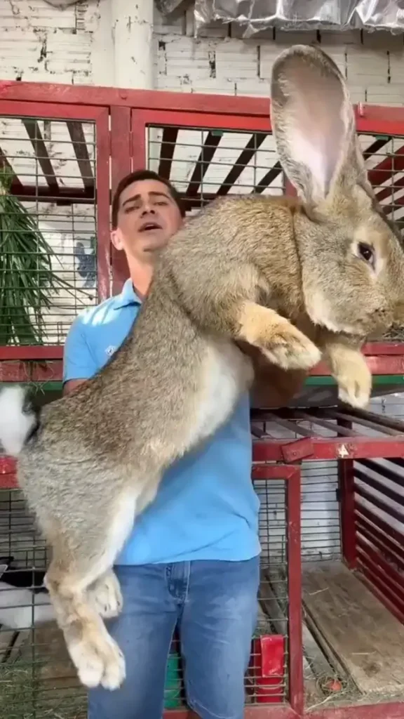 Flemish Giant Rabbit