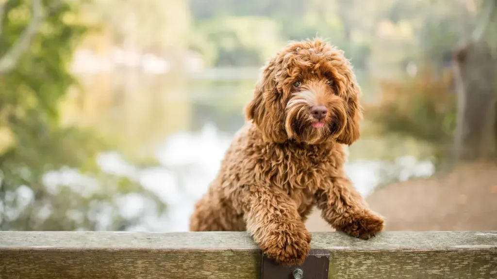 Labradoodle Dog