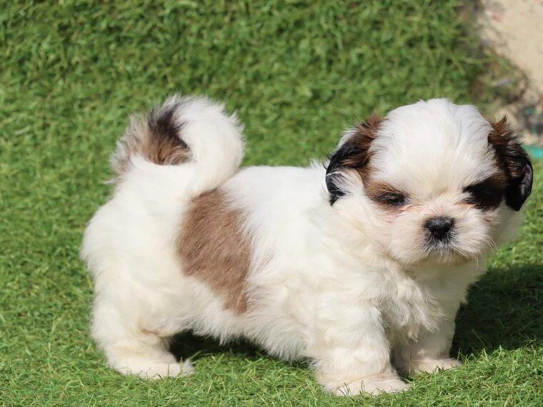 Shih Tzu dog