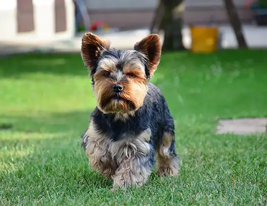 Yorkshire Terrier