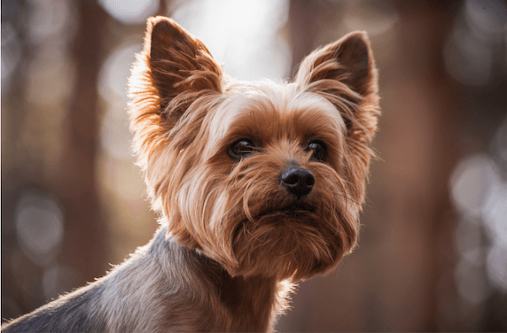 Yorkshire Terrier Health Considerations