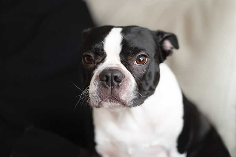 Boston Terrier Dog