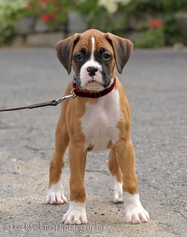 Boxer Boxer Dog Temperament and Personality