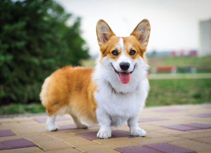 Pembroke Welsh Corgi Dog