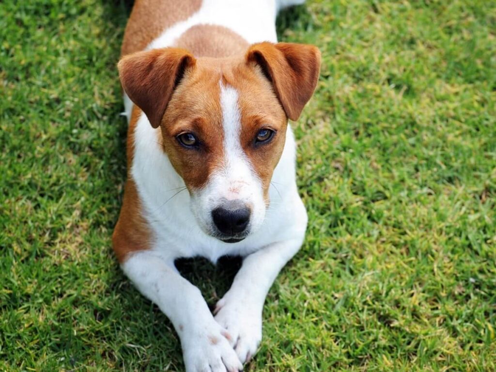 Jack Russell Terrier dog