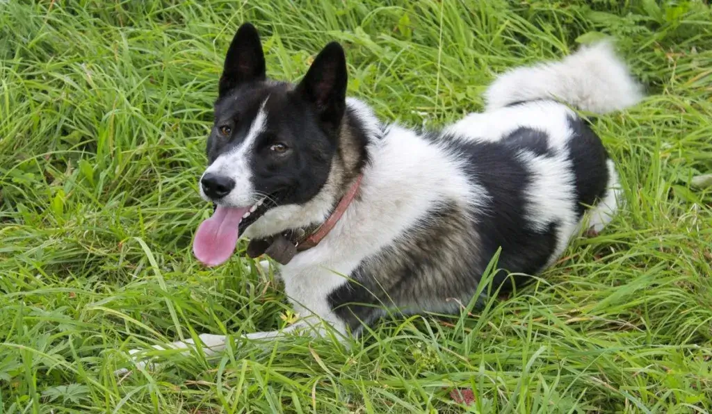 Karelian Bear Dog