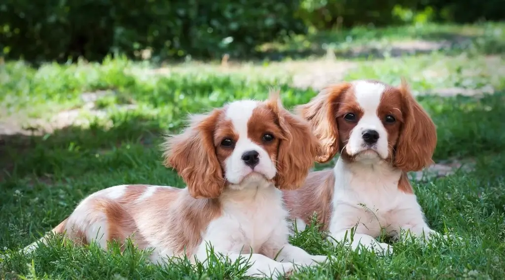 how much is a cavalier king charles spaniel