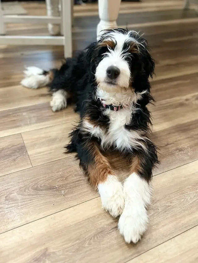 Bernedoodle dog breed