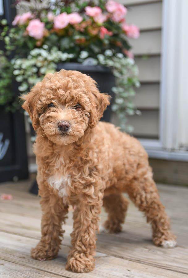 Miniature poodle fully grown best sale