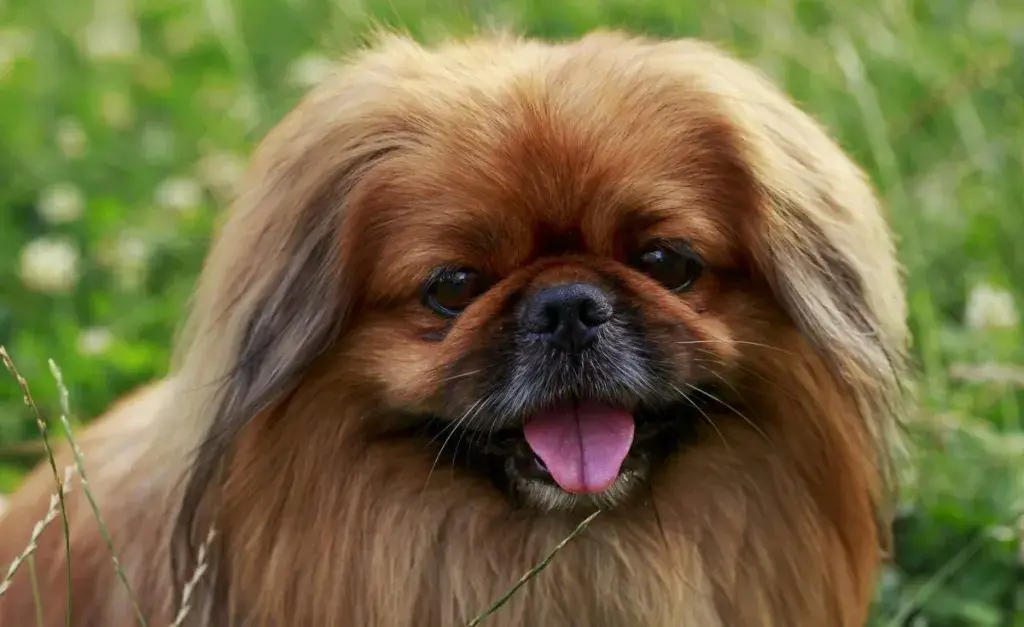 Pekingese dog