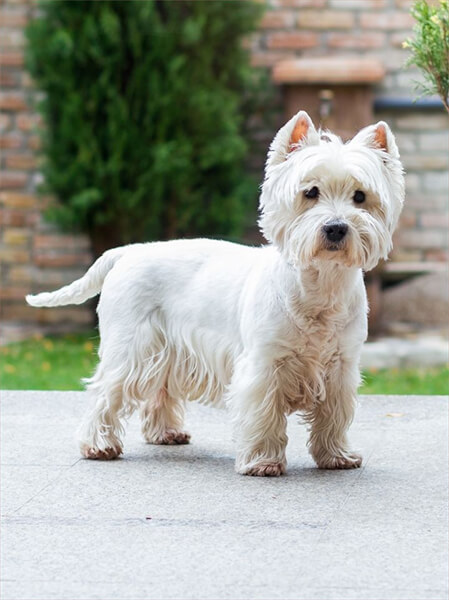 West Highland White Terrier