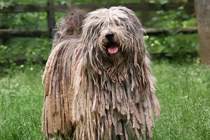 Bergamasco Sheepdog dog breed