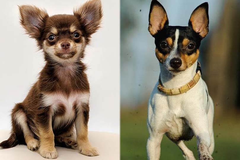 Chihuahua Terrier Mix dog breed