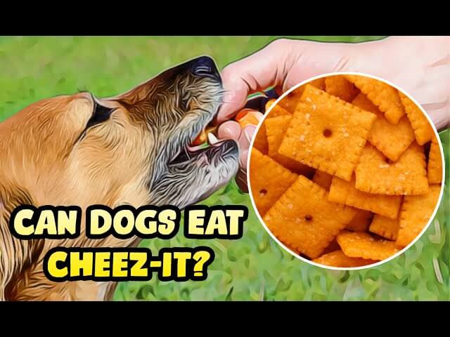 can dogs have cheez its