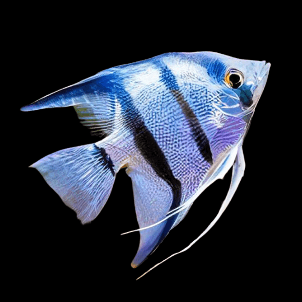 Angelfish Behavior