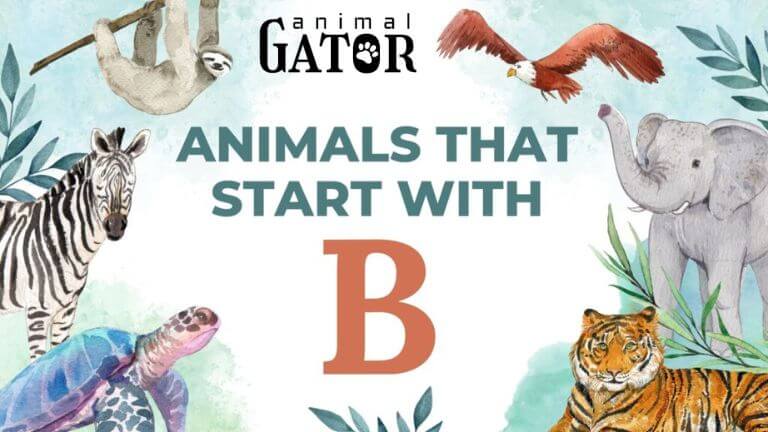 Animals That Start With B