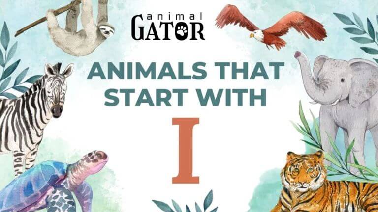 animals that start with i