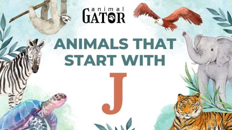 animals beginning with j