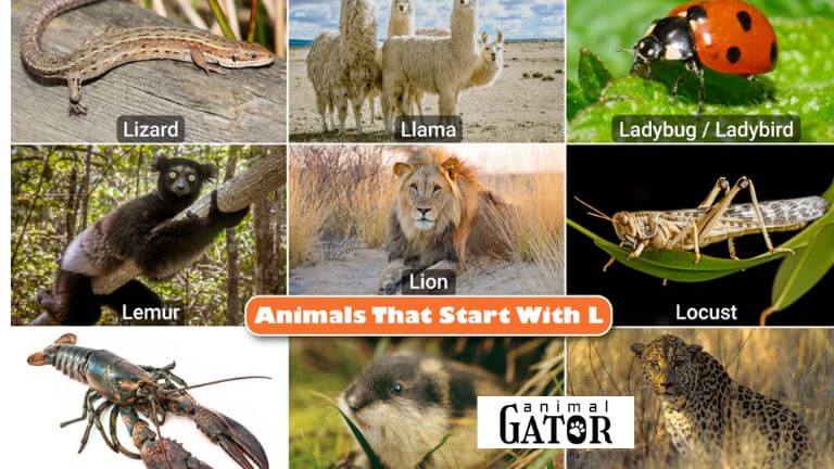 Animals That Start With L