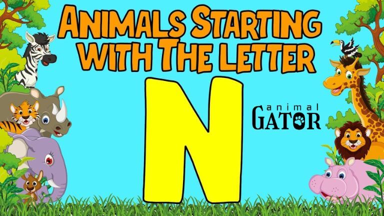 Animals That Start With N