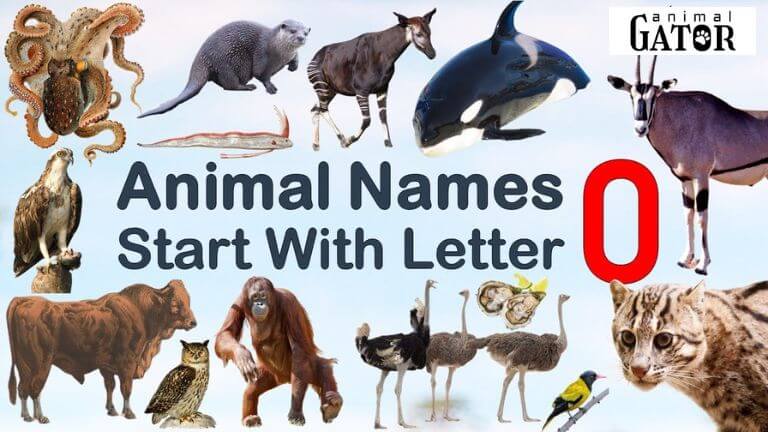 animals that start with o