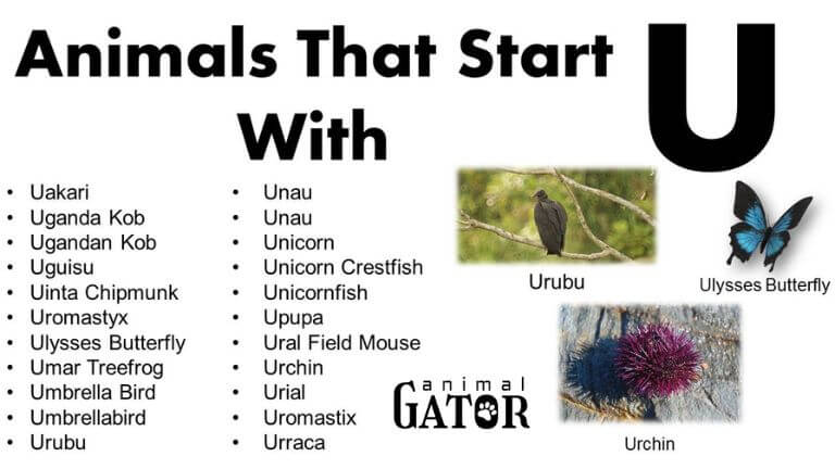 animals that start with u