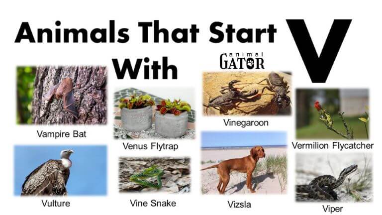 what animal starts with v