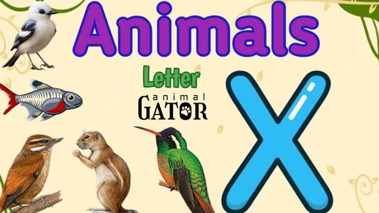 animals beginning with x