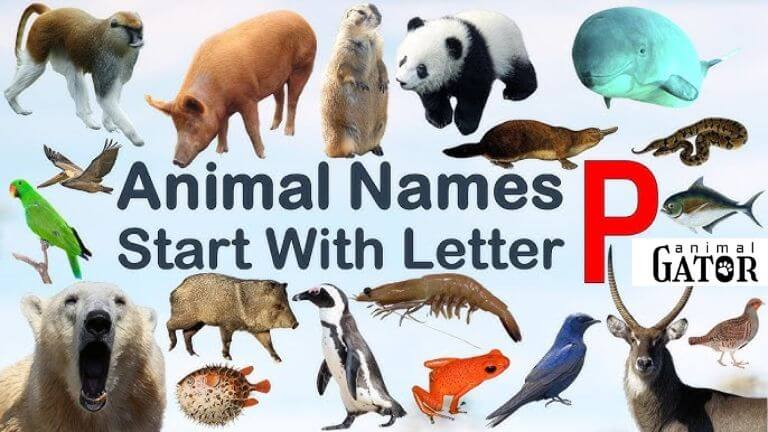 Animals That Start With P