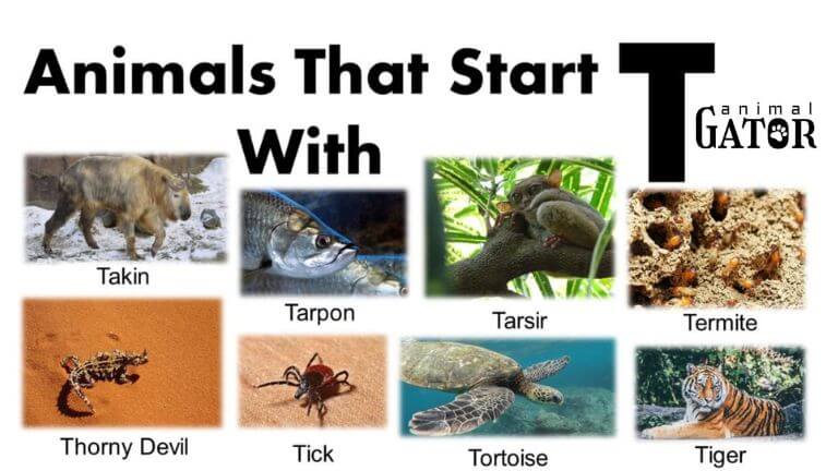 animals starting with t