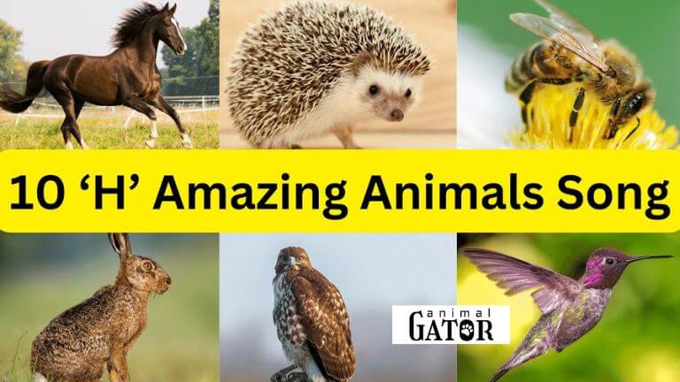 animals that start with letter h