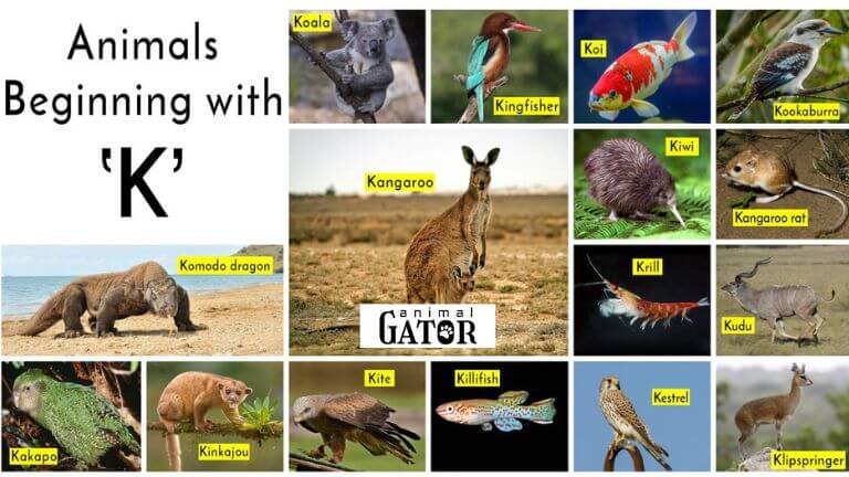 animals starting with k