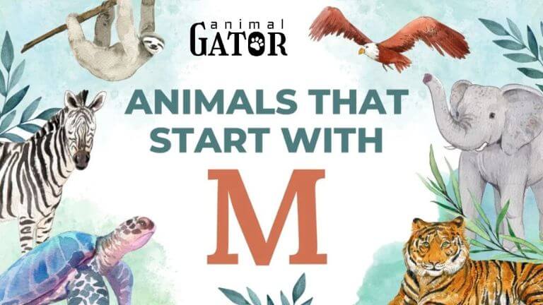 Animals That Start with M