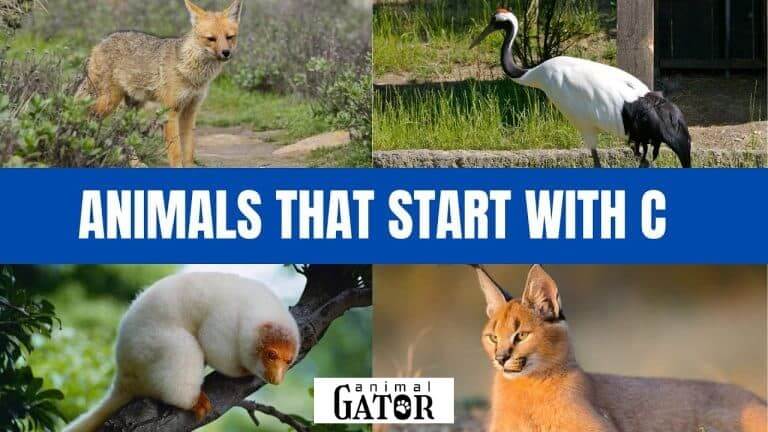 animals that start with c