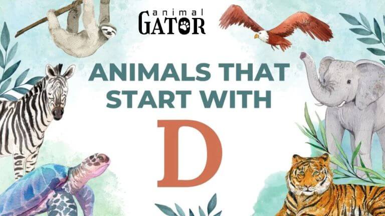 animals that start with d