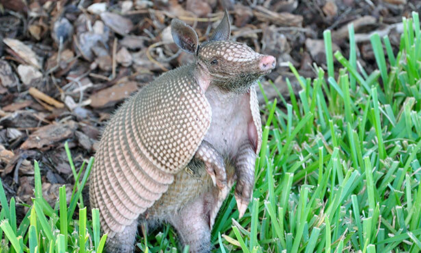 Armadillo Behavior