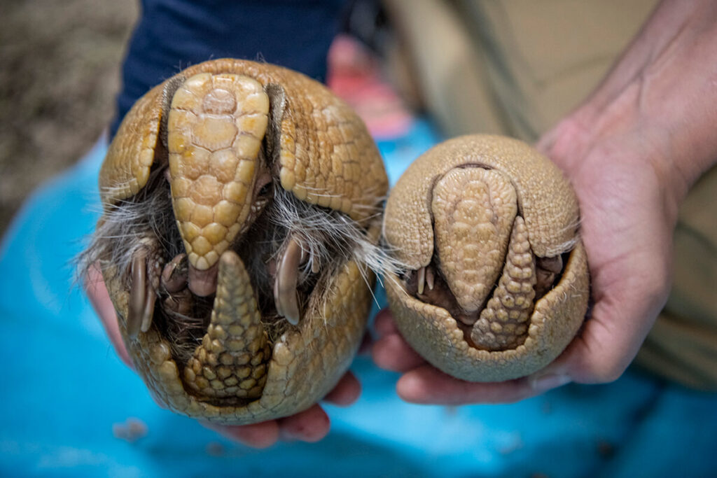 Armadillo Characteristics