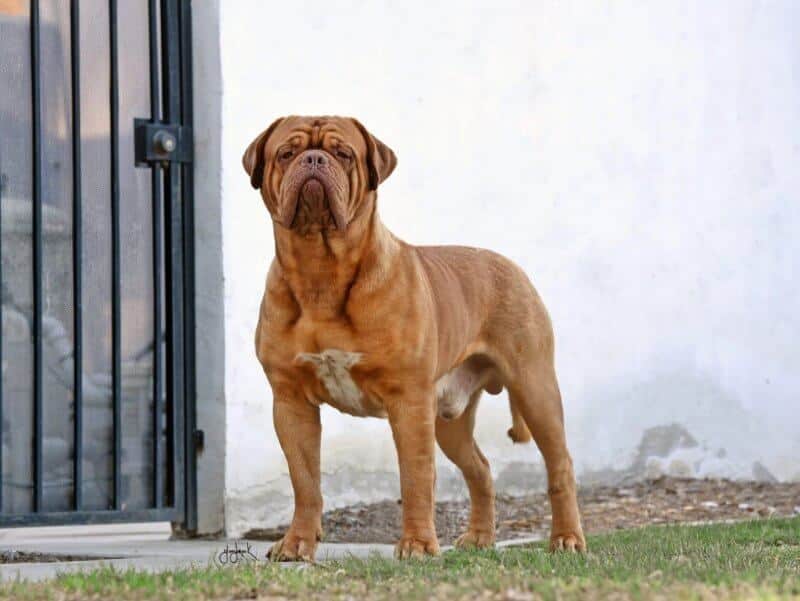 Dogue De Bordeaux Dog breed