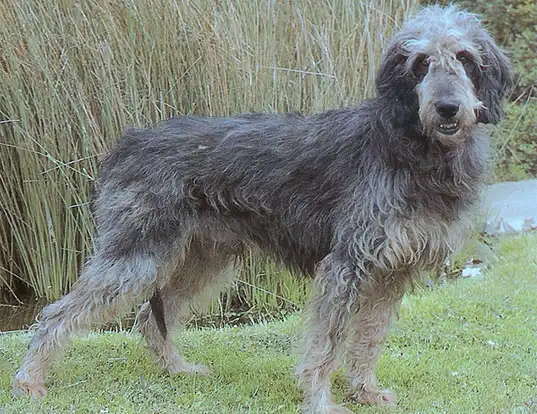 Griffon Nivernais Dog