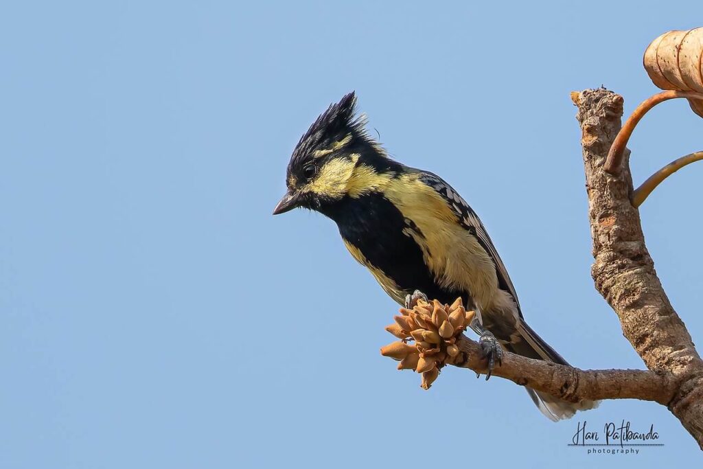 Indian Yellow Tit Characteristics